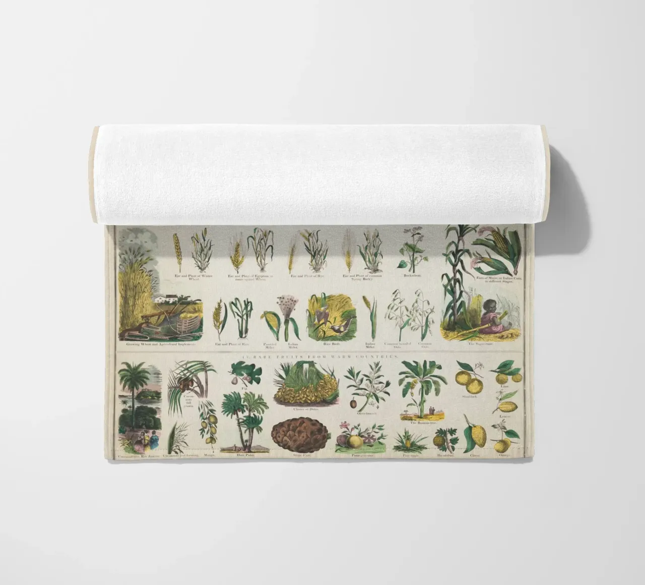 Poster botanico di piante telo mare da ARTVI-SHOP