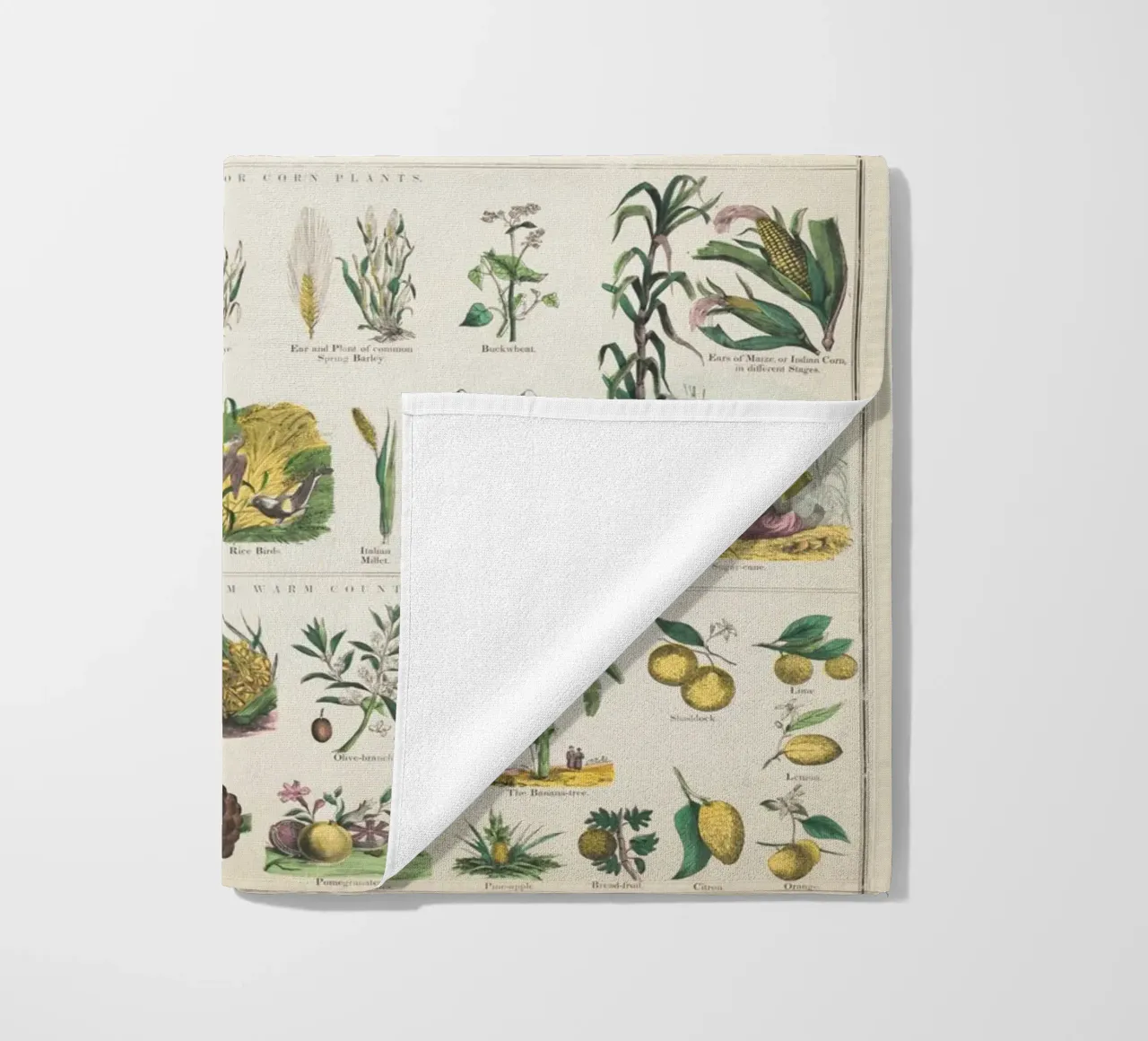 Poster botanico di piante telo mare da ARTVI-SHOP