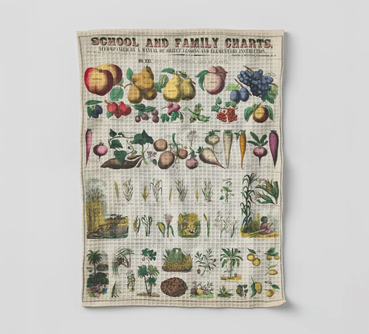 Poster botanico di piante canovaccio da cucina da ARTVI-SHOP
