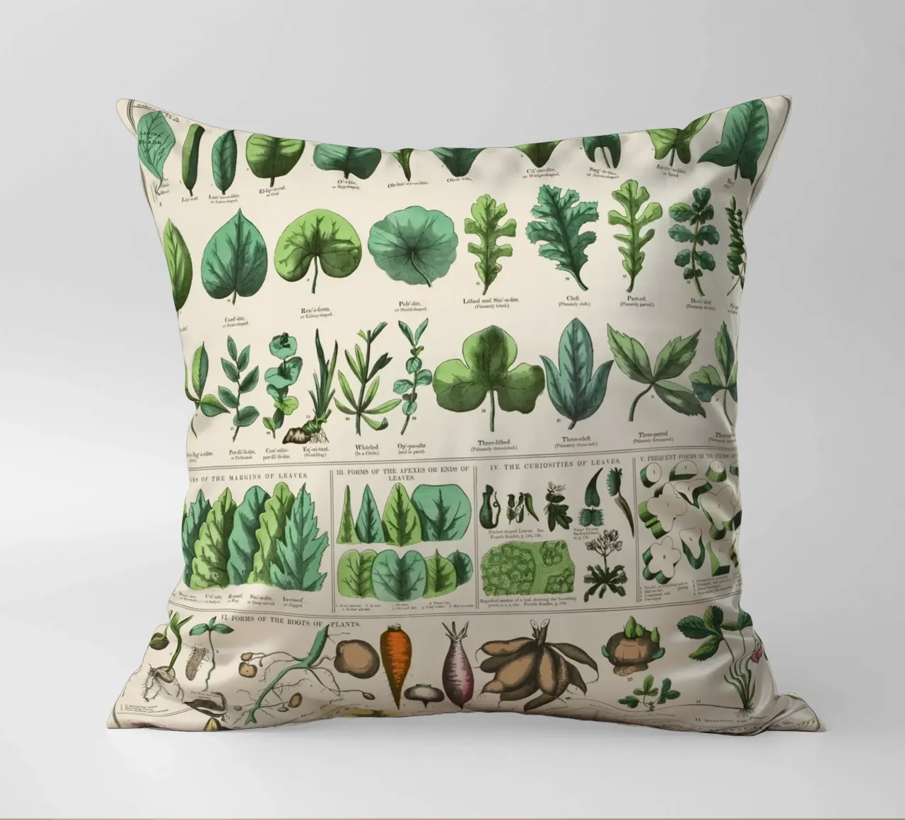 Poster botanico di piante cuscino da 🎁 ARTVI-SHOP