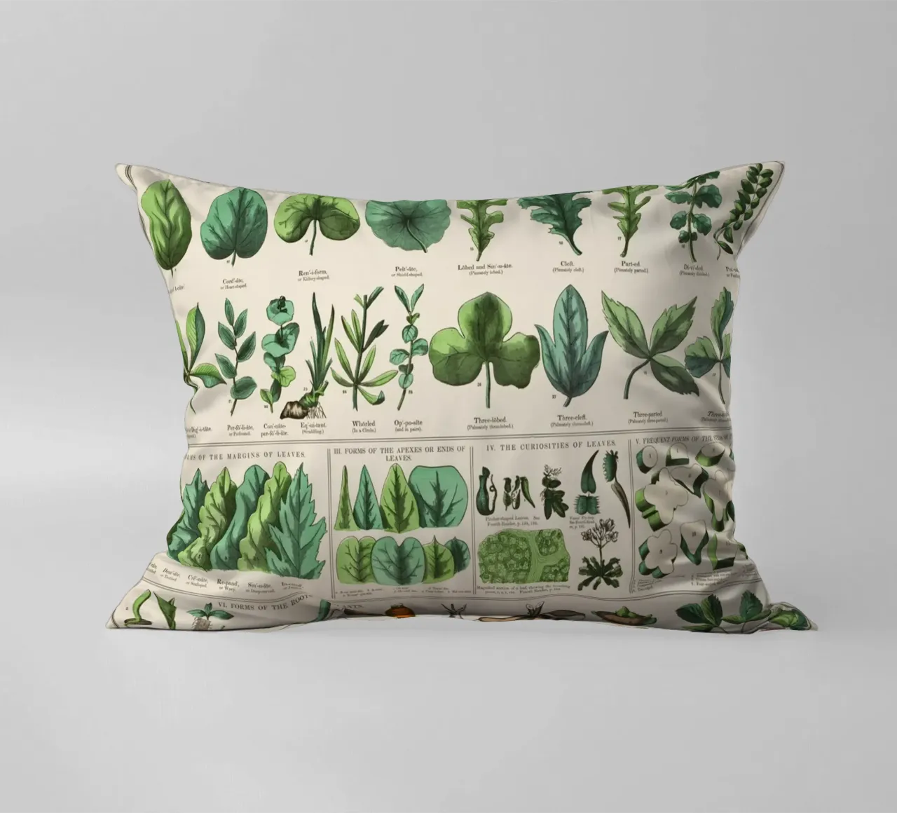 Poster botanico di piante cuscino da 🎁 ARTVI-SHOP