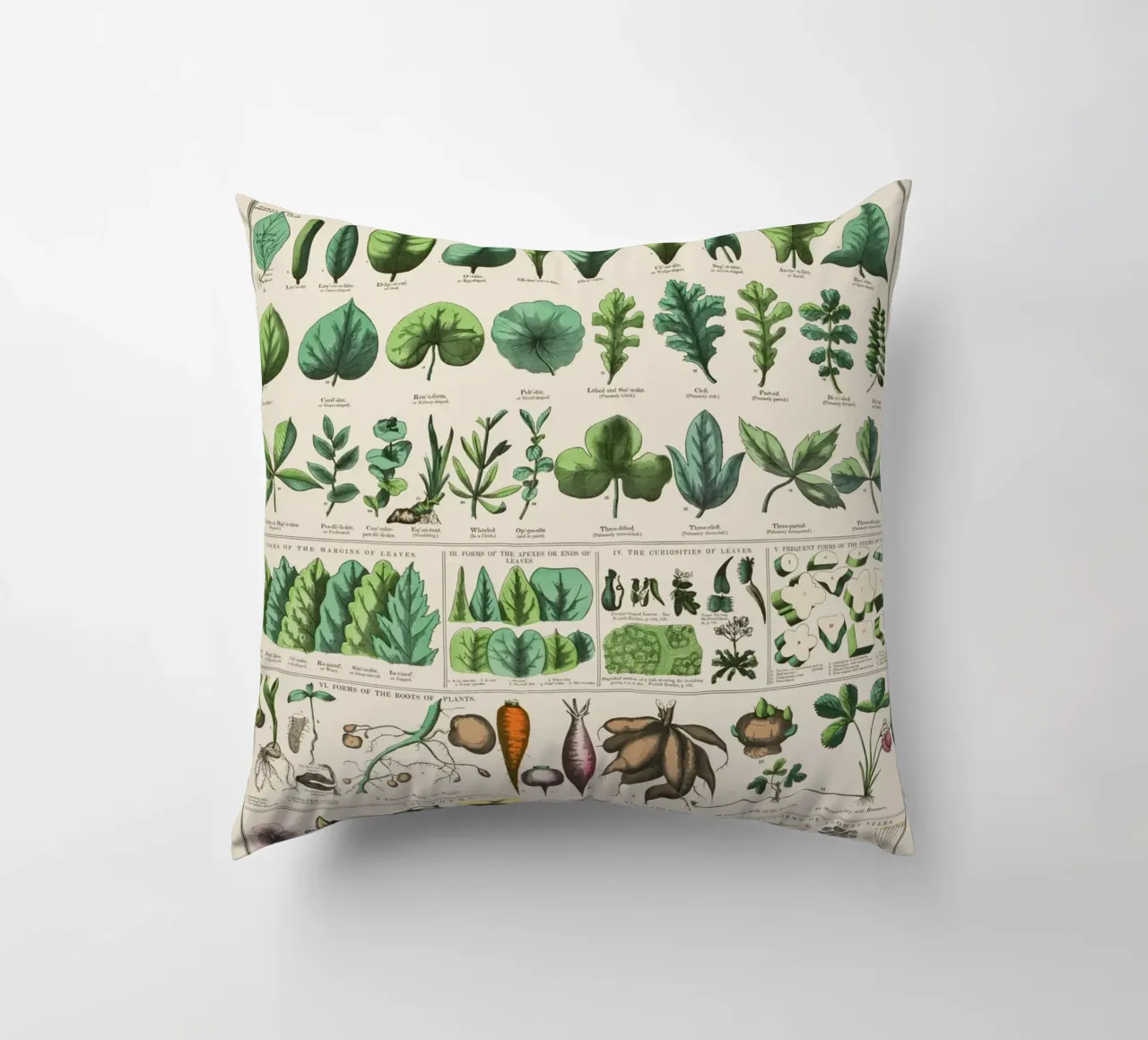 Poster botanico di piante cuscino da 🎁 ARTVI-SHOP