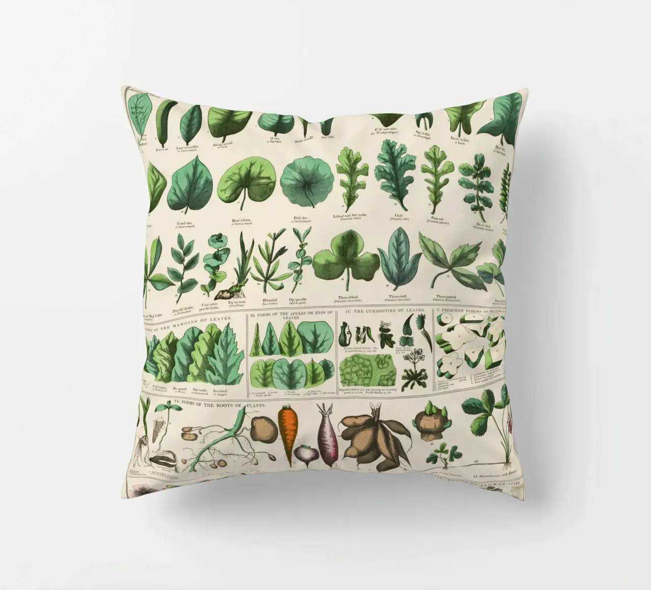 Poster botanico di piante cuscino da 🎁 ARTVI-SHOP
