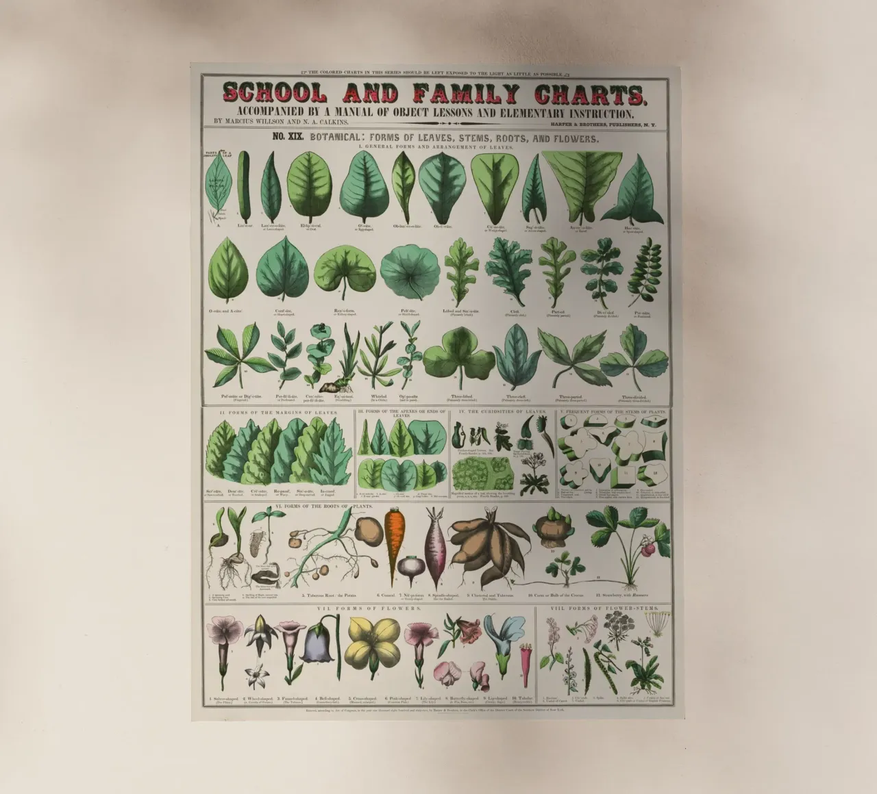 Poster botanico di piante pellicola backlit da 🎁 ARTVI-SHOP