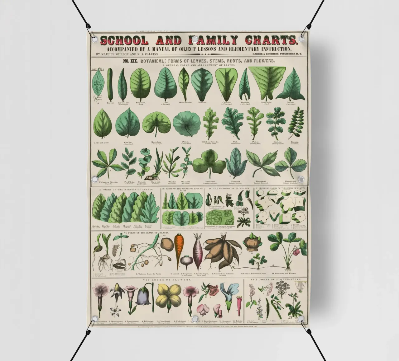 Poster botanico di piante telo in pvc da 🎁 ARTVI-SHOP