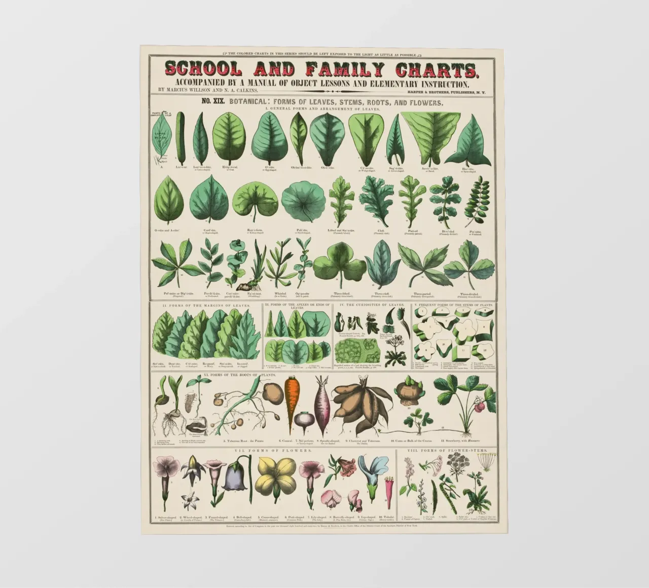 Poster botanico di piante telo in pvc da 🎁 ARTVI-SHOP
