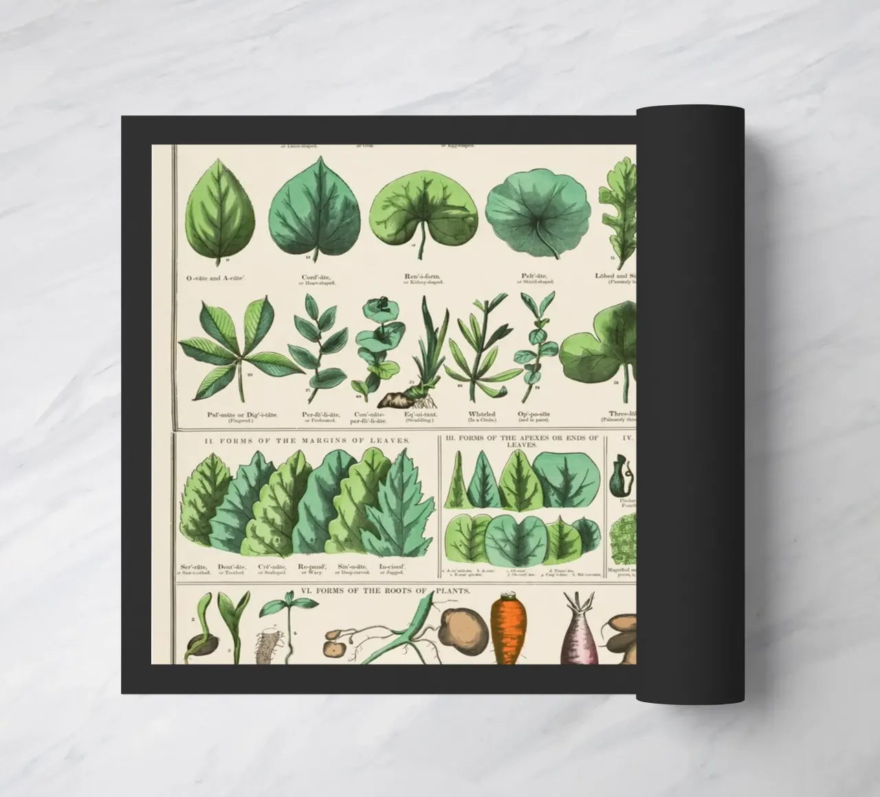Poster botanico di piante zerbino da 🎁 ARTVI-SHOP