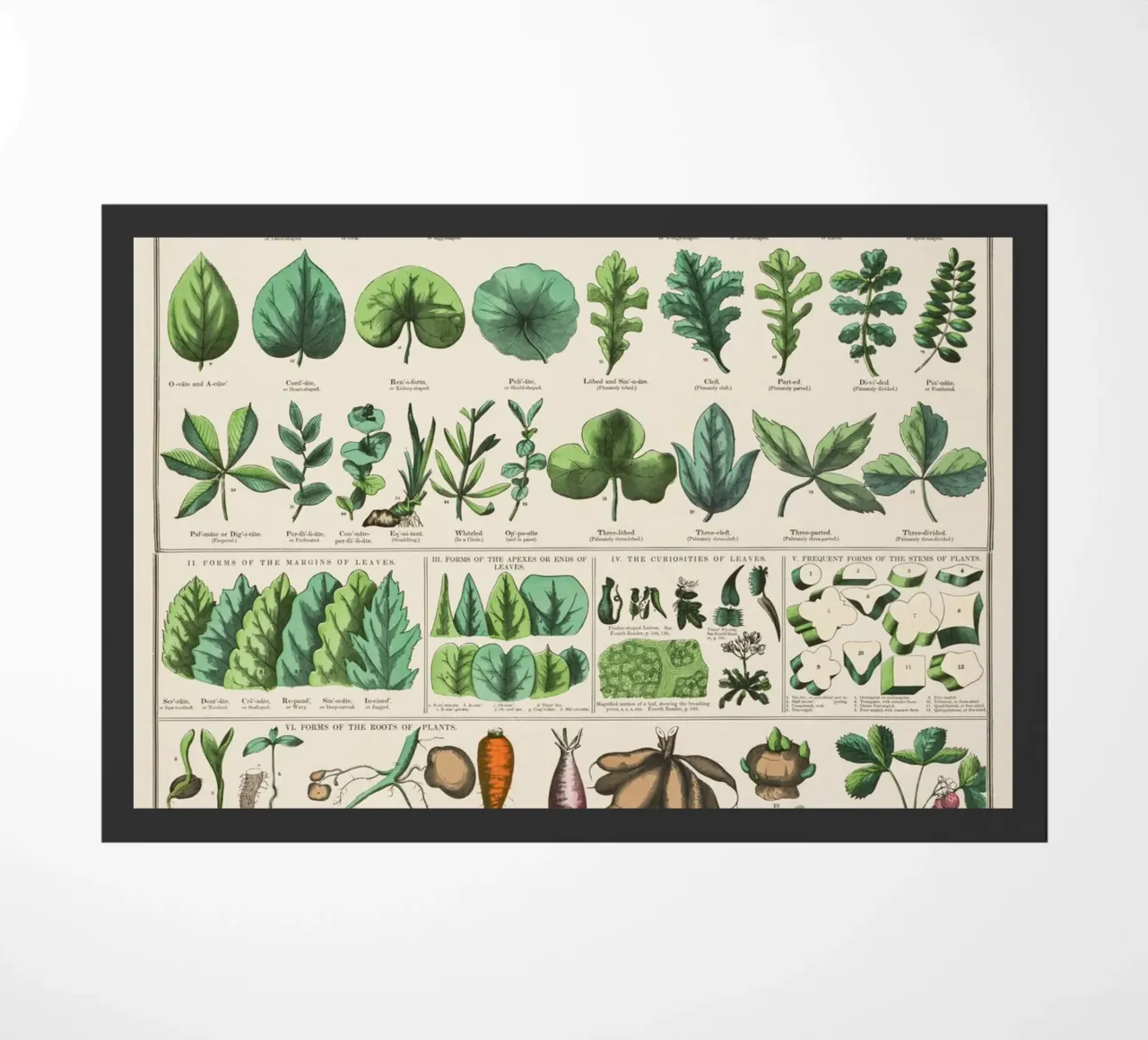 Poster botanico di piante zerbino da 🎁 ARTVI-SHOP