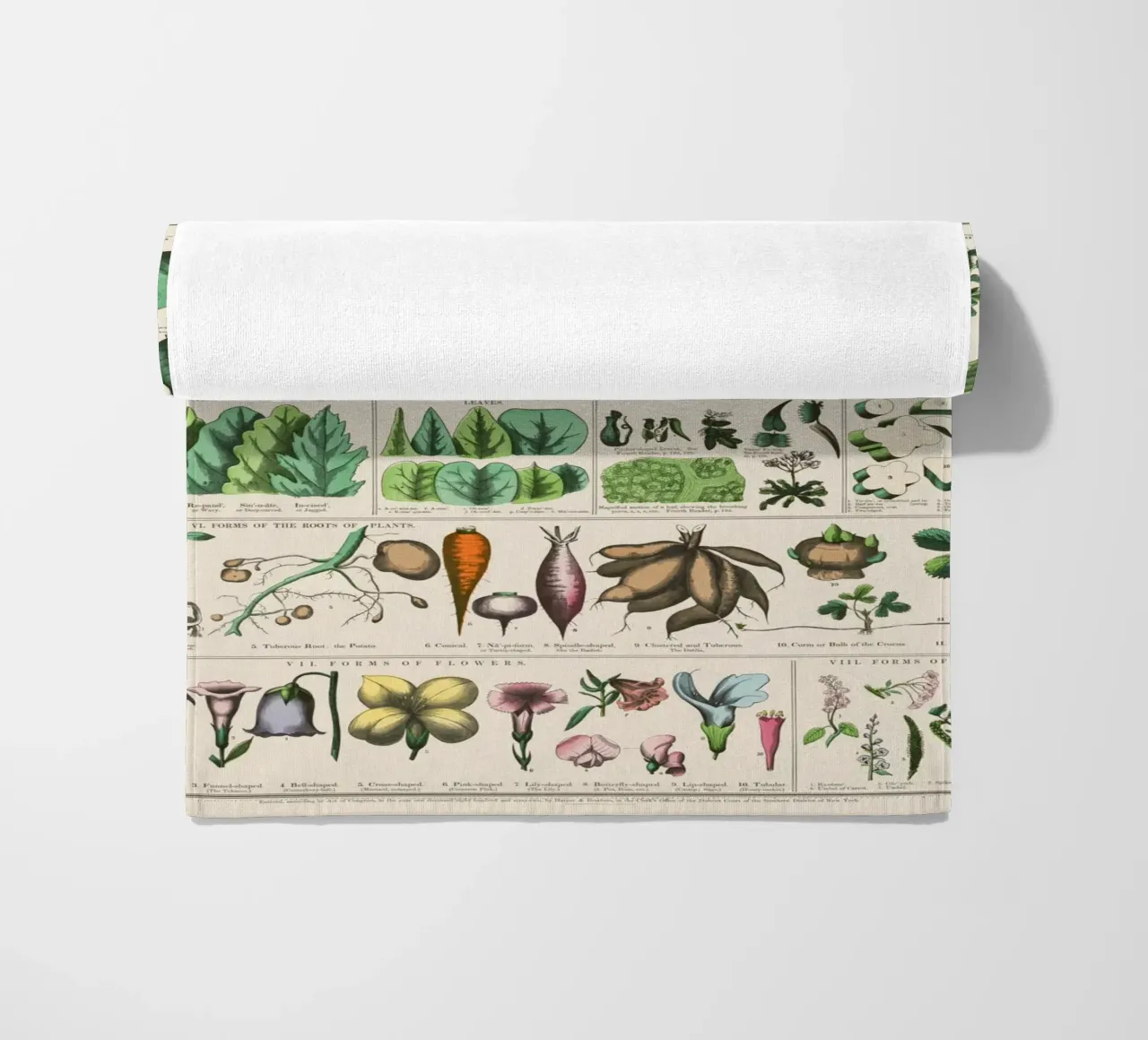 Poster botanico di piante telo mare da 🎁 ARTVI-SHOP
