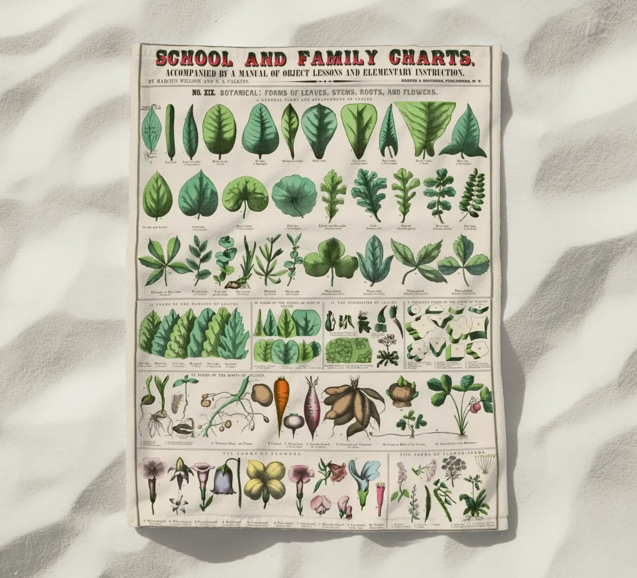Poster botanico di piante telo mare da 🎁 ARTVI-SHOP