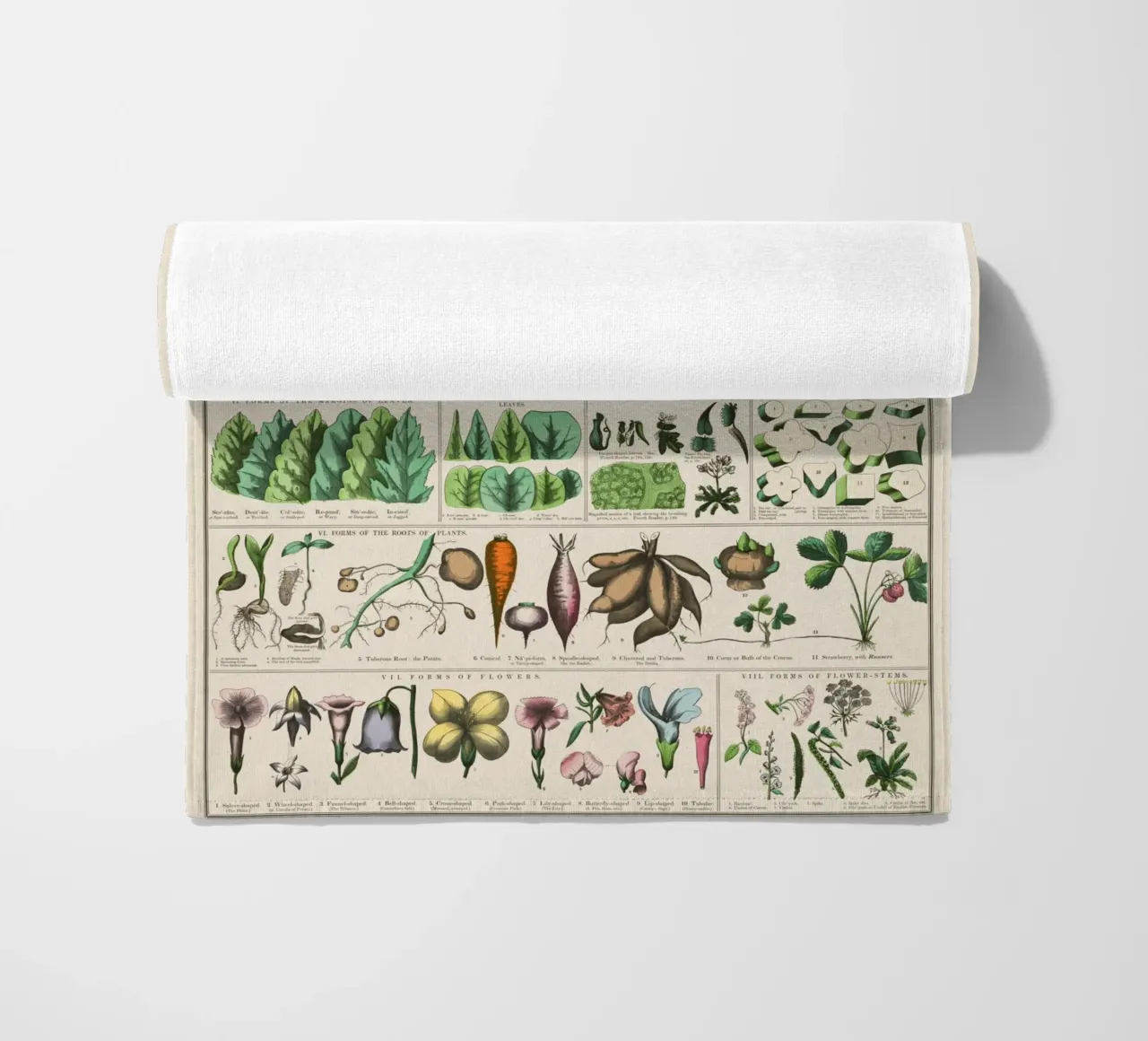 Poster botanico di piante telo mare da 🎁 ARTVI-SHOP