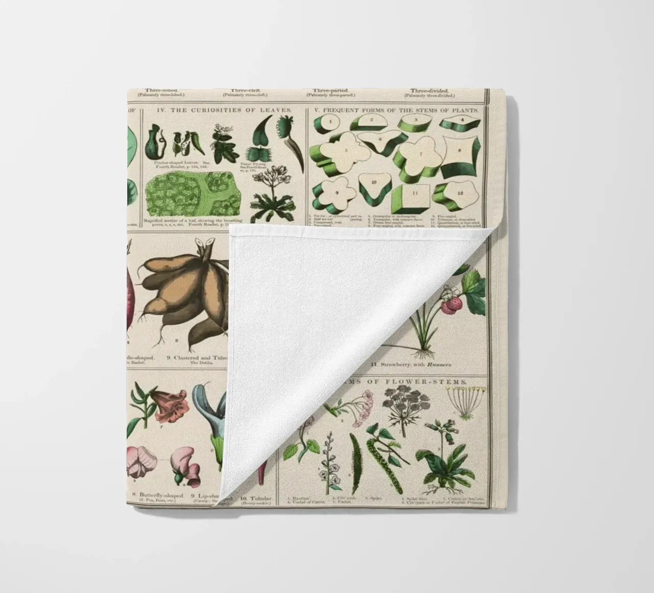Poster botanico di piante telo mare da 🎁 ARTVI-SHOP