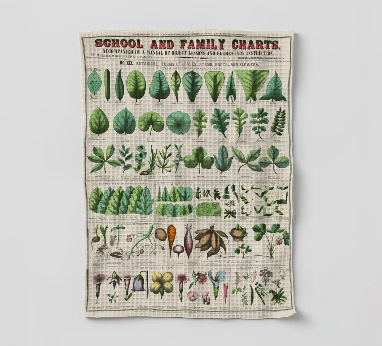 Poster botanico di piante canovaccio da cucina da 🎁 ARTVI-SHOP