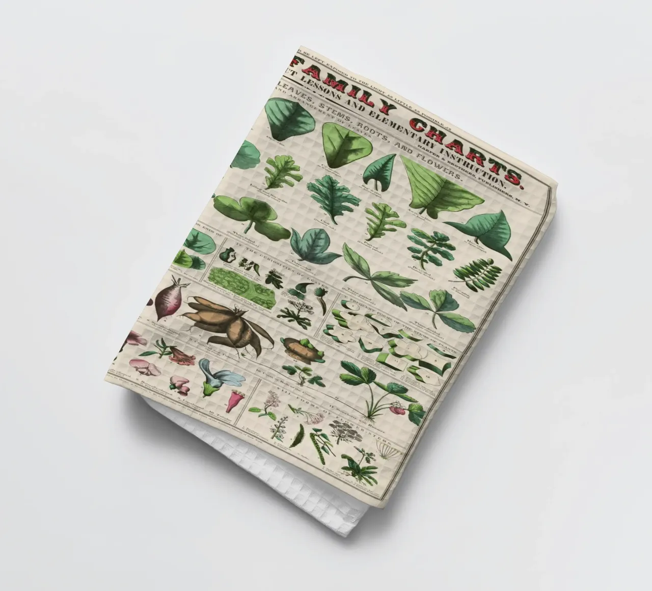 Poster botanico di piante canovaccio da cucina da 🎁 ARTVI-SHOP