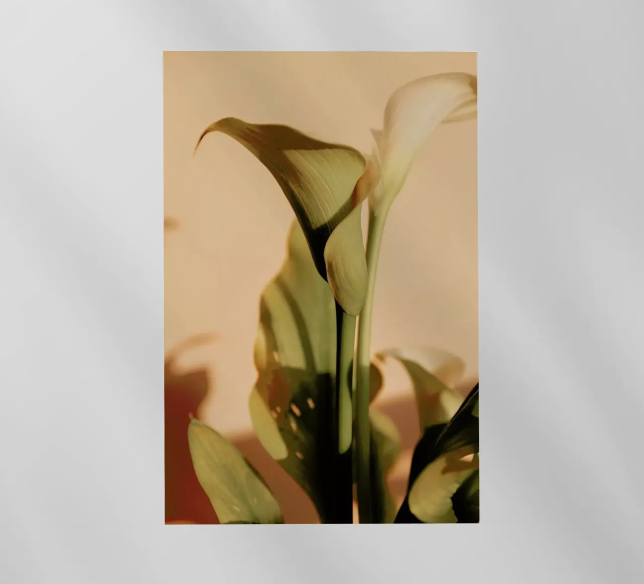 Lily in Soft Light pellicola backlit da EyeEm Mobile GmbH