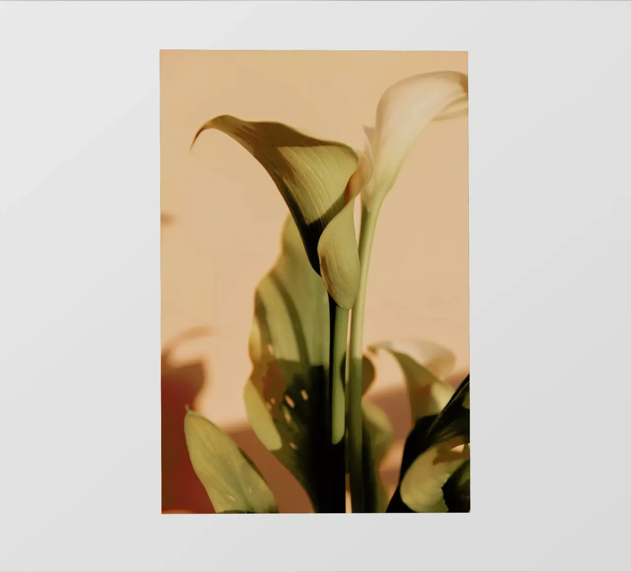 Lily in Soft Light pellicola backlit da EyeEm Mobile GmbH