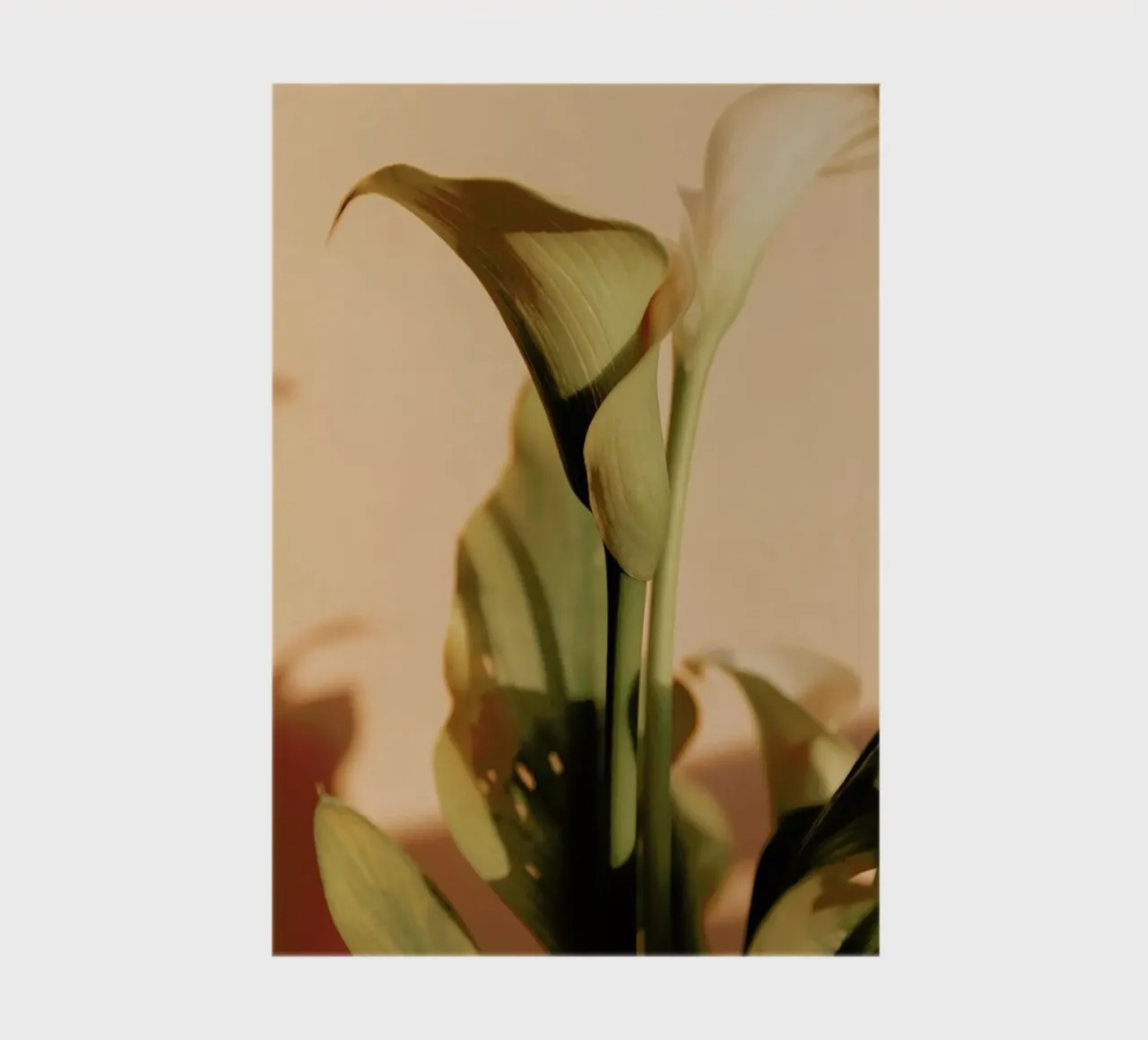 Lily in Soft Light notebook by EyeEm Mobile GmbH