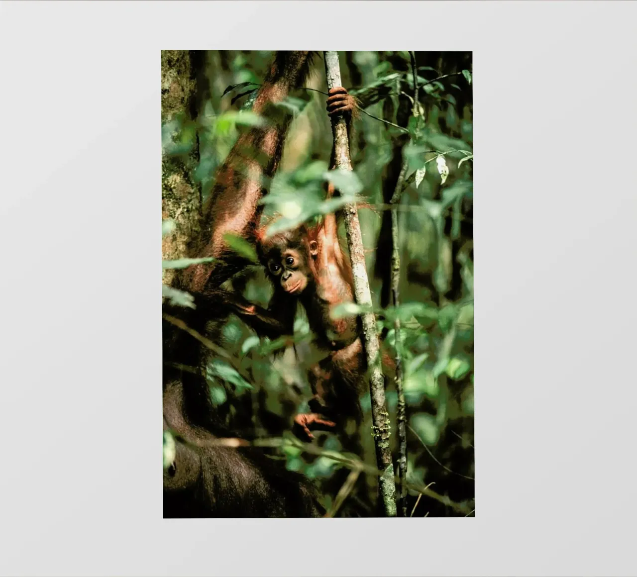 Monkey Business telo in pvc da Natural Kingdom