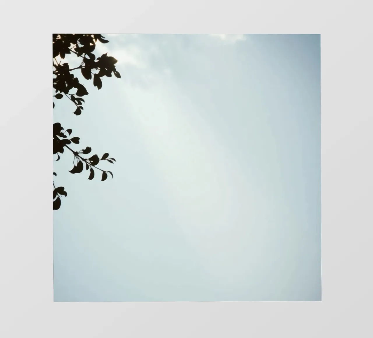 Cielo azzurro con rami frondosi in contrasto pellicola backlit da DesignDoodle