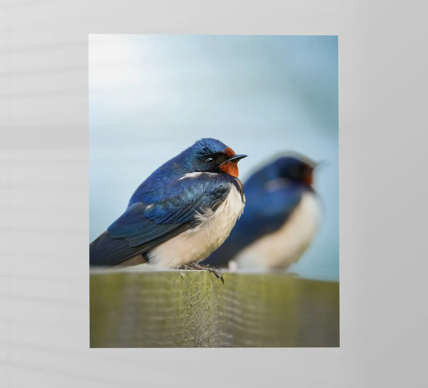 Rondine barbagianni pellicola backlit da Tom's Wildlife