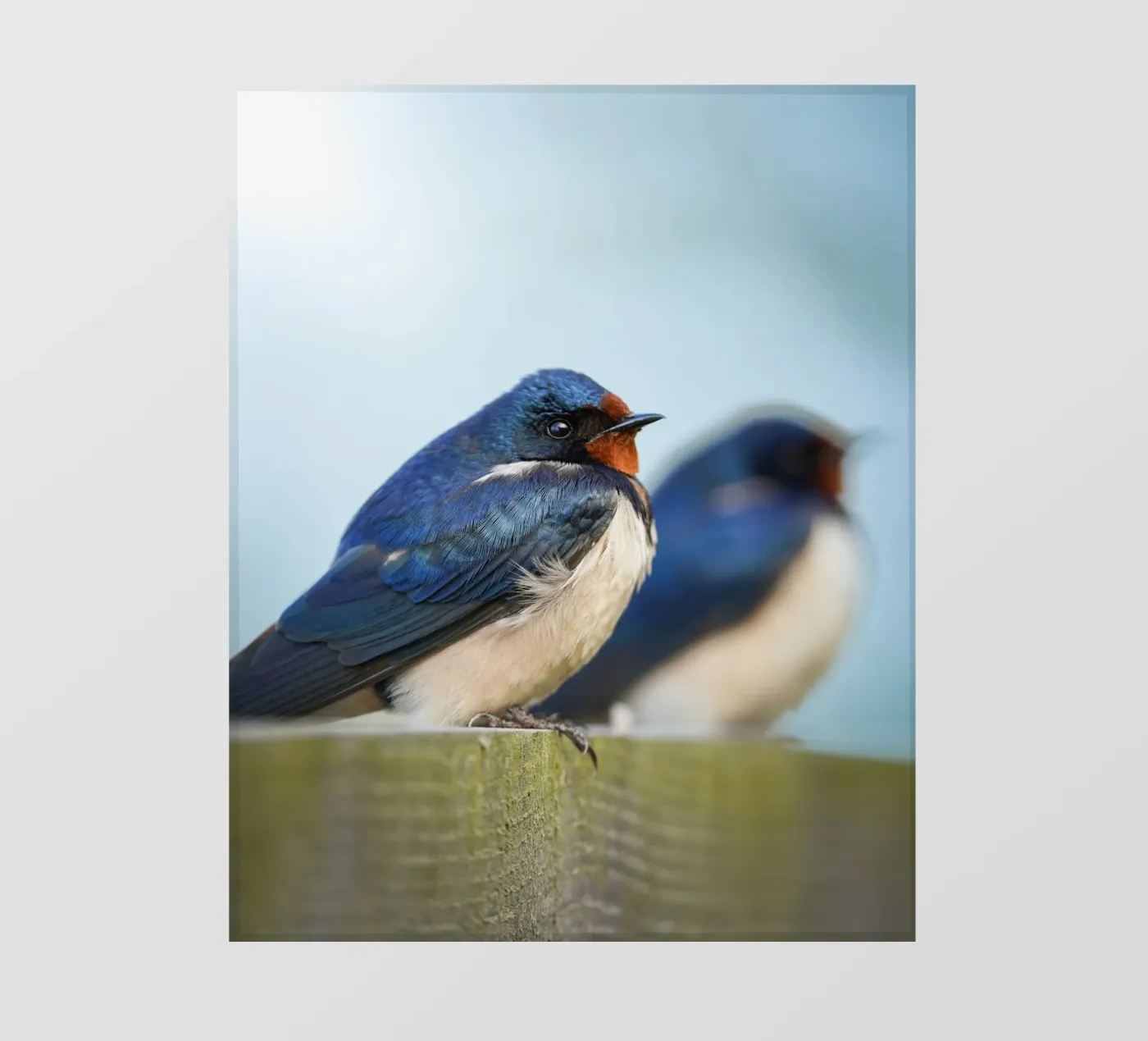 Rondine barbagianni pellicola backlit da Tom's Wildlife