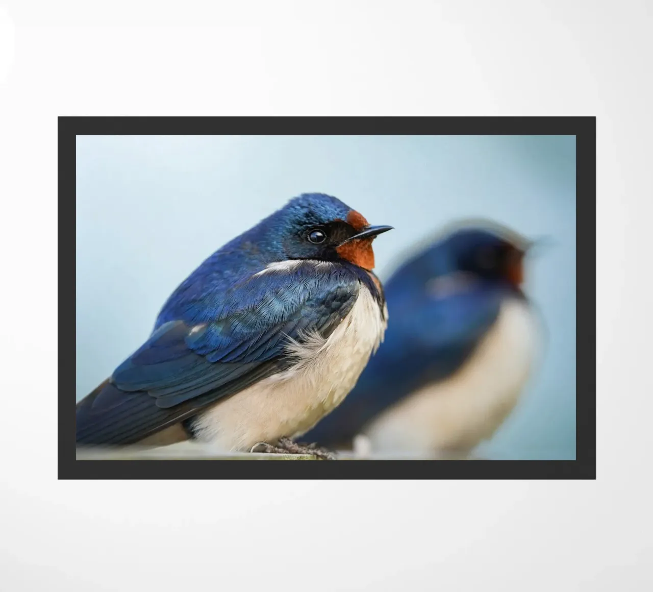 Barn swallow doormat by Tom's Wildlife