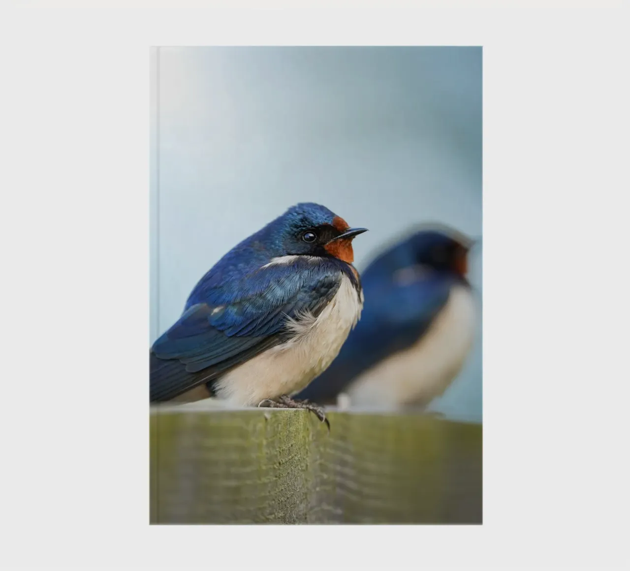 Barn swallow notebook by Tom's Wildlife