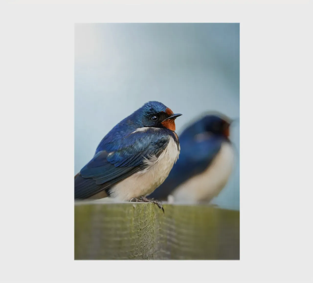 Barn swallow notebook by Tom's Wildlife