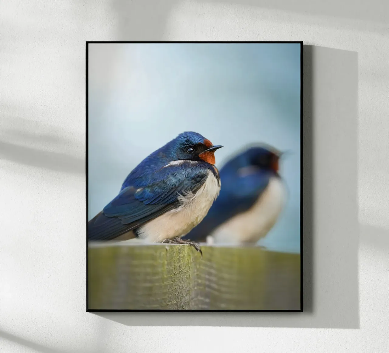 Barn swallow acrylic glass by Tom's Wildlife