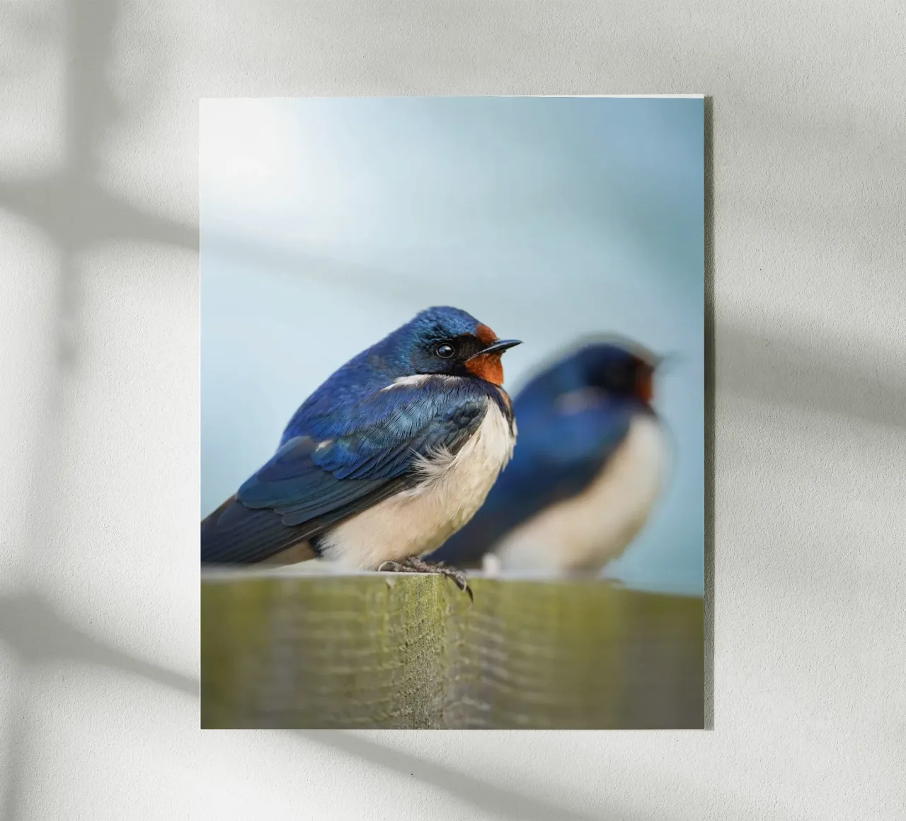 Barn swallow acrylic glass by Tom's Wildlife