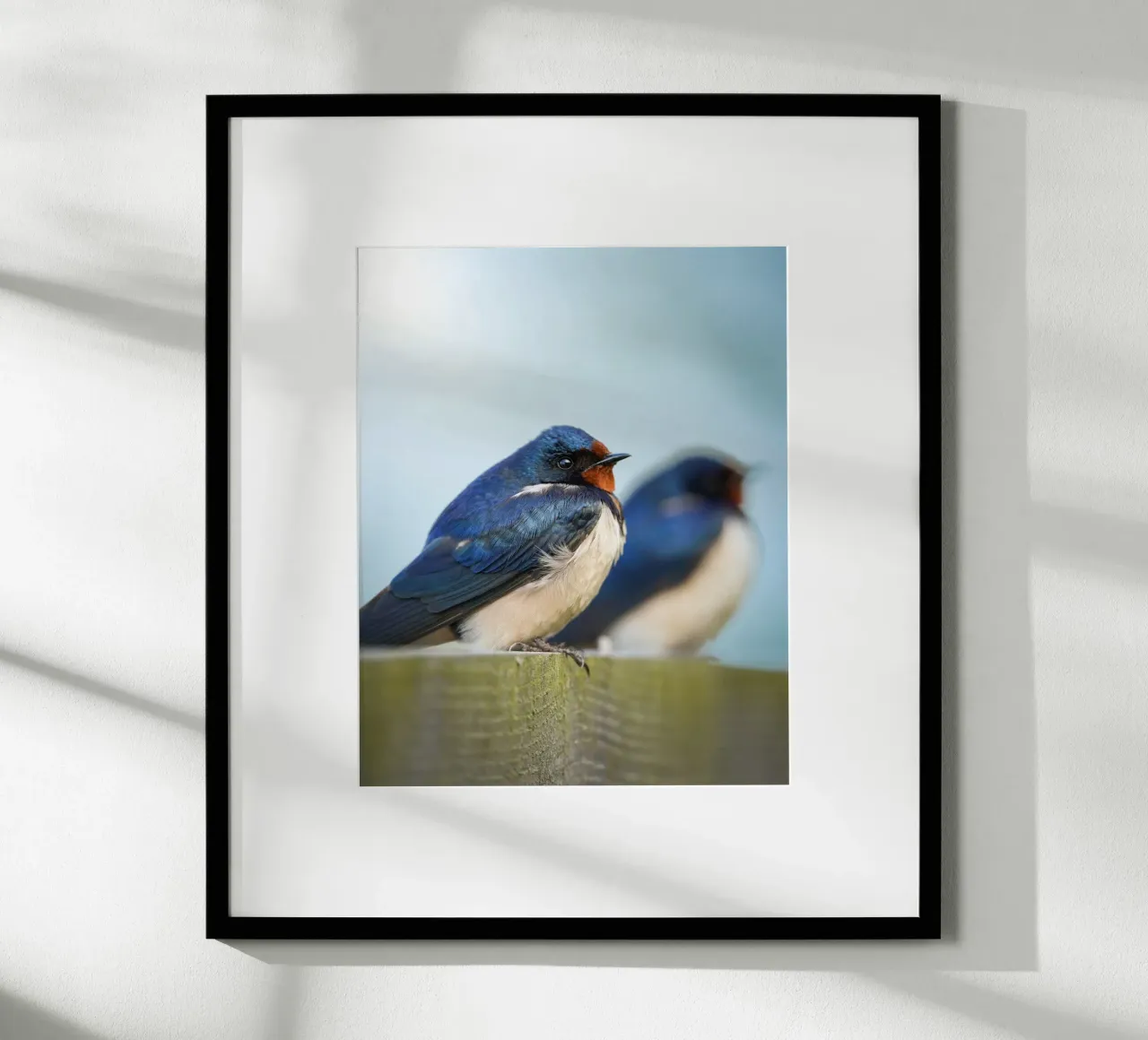 Barn swallow poster da Tom's Wildlife