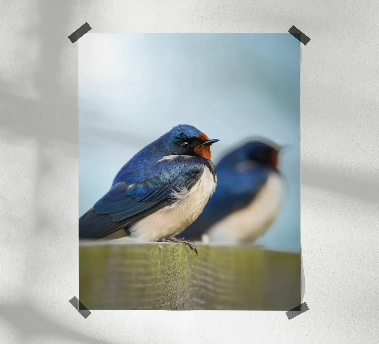 Barn swallow poster da Tom's Wildlife