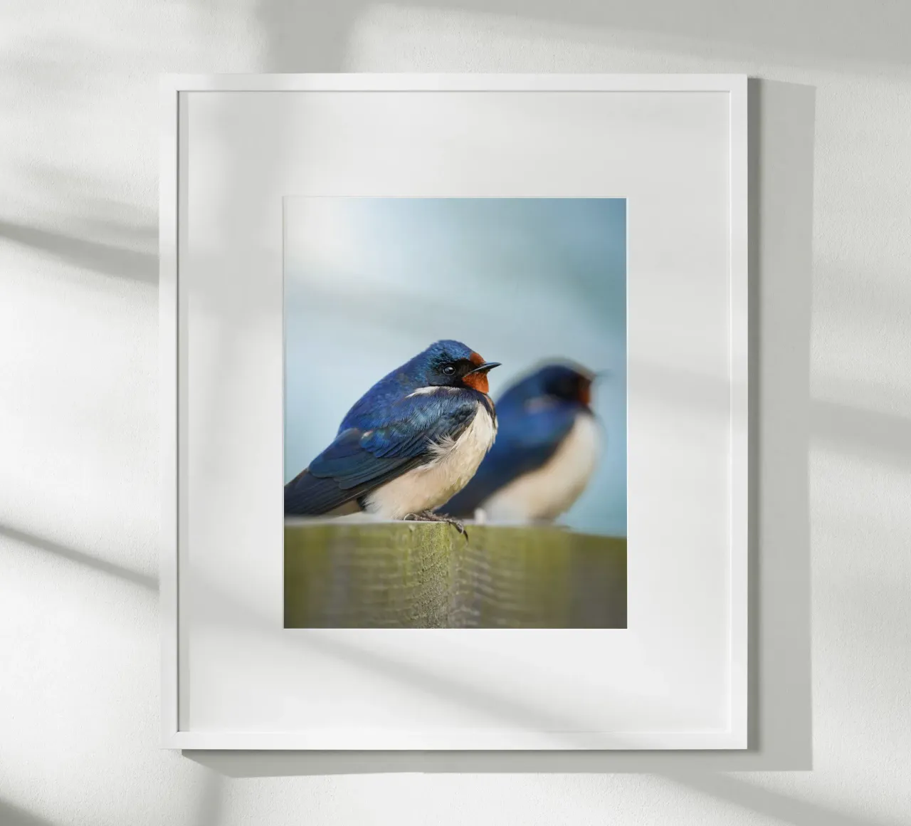 Barn swallow poster da Tom's Wildlife