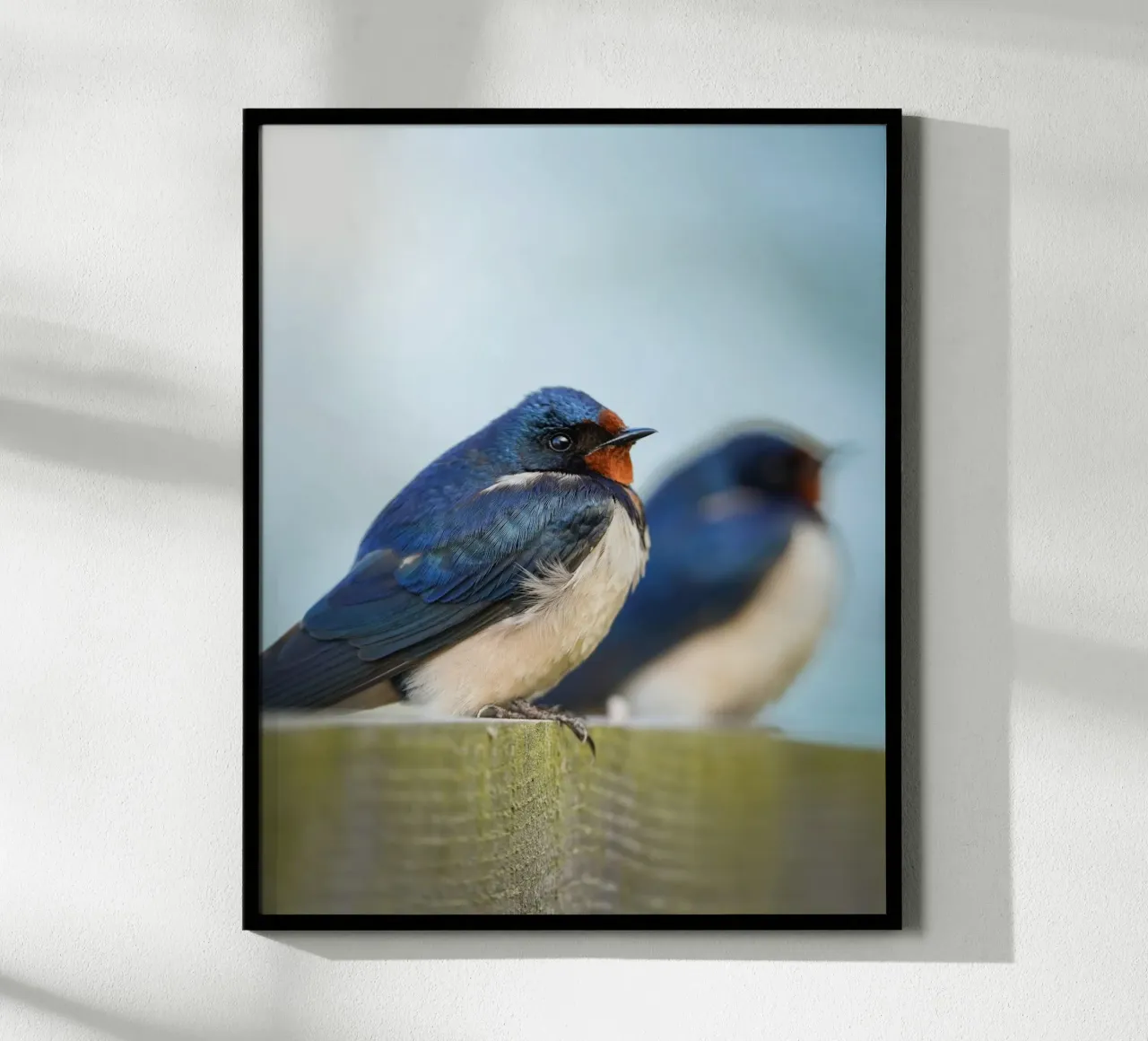 Rondine barbagianni poster da Tom's Wildlife