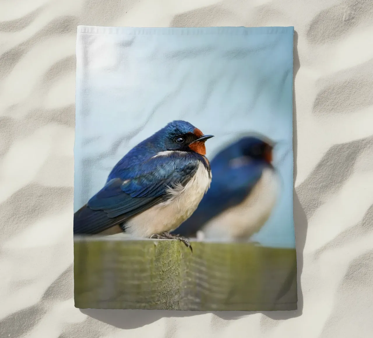 Barn swallow telo mare da Tom's Wildlife