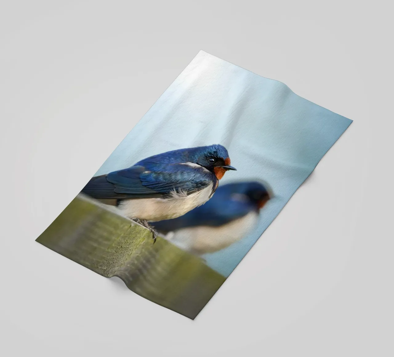 Barn swallow telo mare da Tom's Wildlife