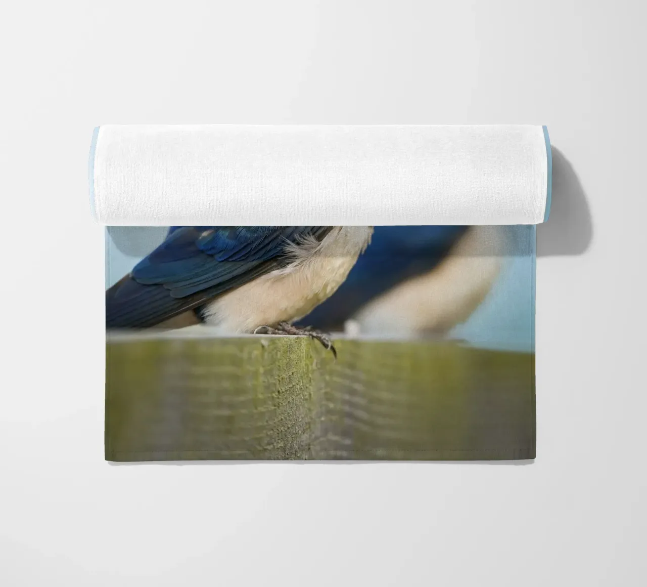 Barn swallow telo mare da Tom's Wildlife