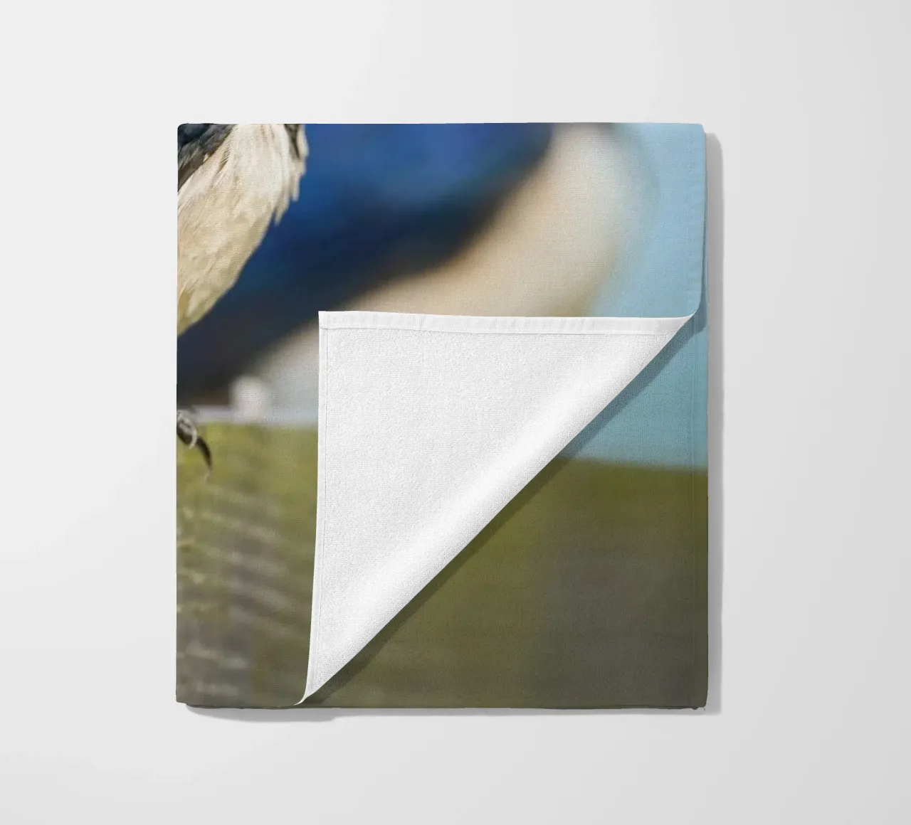 Barn swallow telo mare da Tom's Wildlife