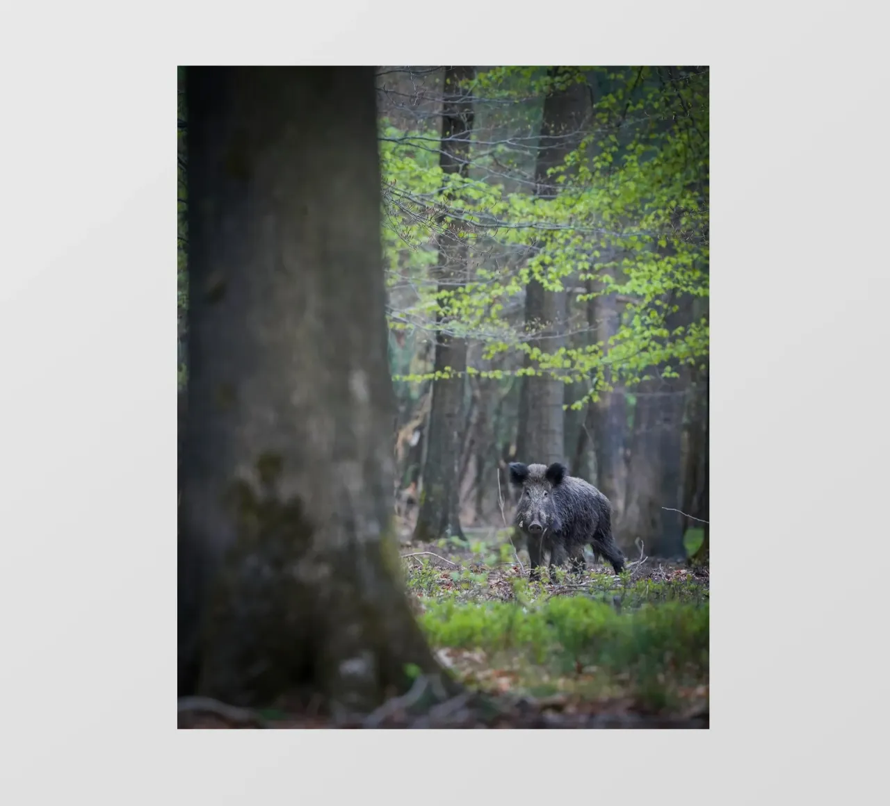 Cinghiale nella foresta pellicola backlit da Tom's Wildlife