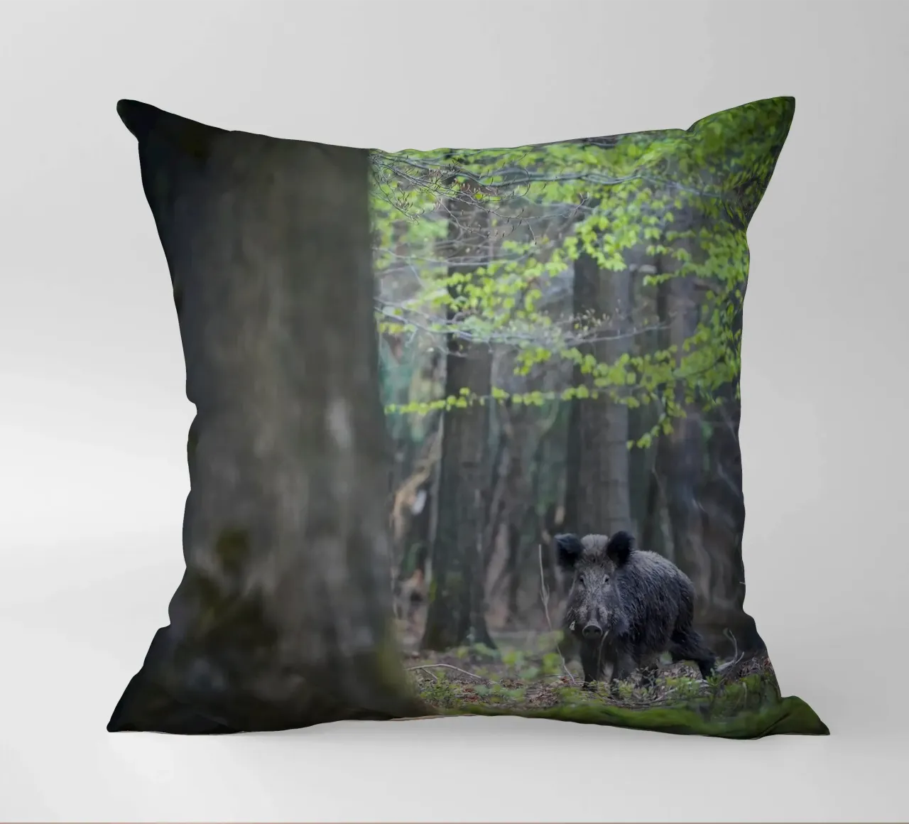 Cinghiale nella foresta cuscino da Tom's Wildlife