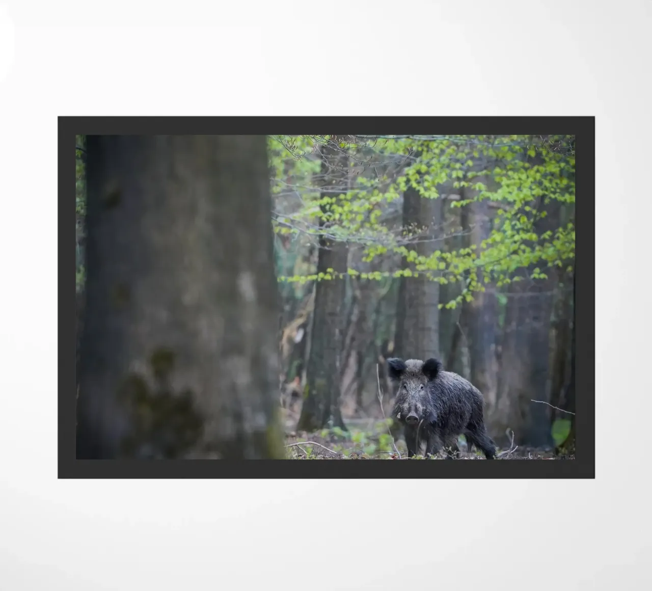 Cinghiale nella foresta zerbino da Tom's Wildlife