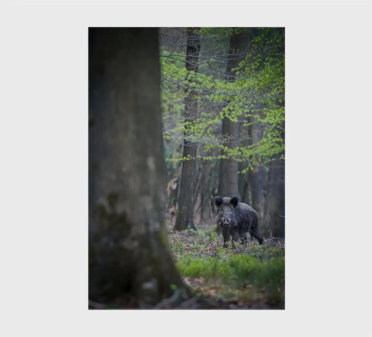 Wild Boar in the forest notebook by Tom's Wildlife