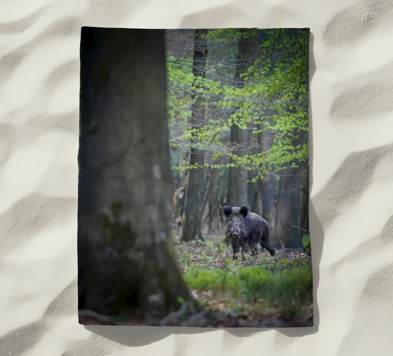 Cinghiale nella foresta telo mare da Tom's Wildlife