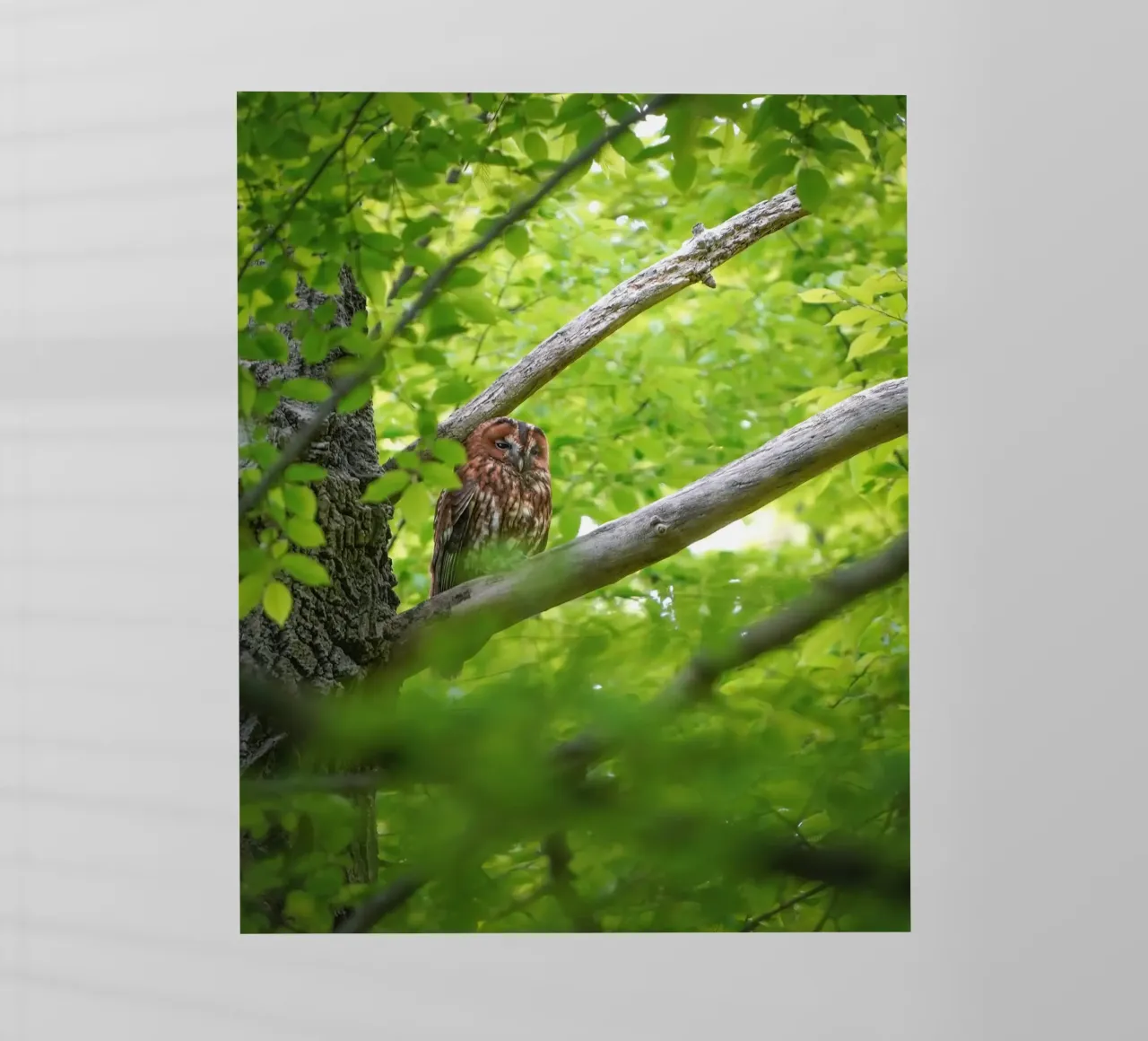 Allocco pellicola backlit da Tom's Wildlife