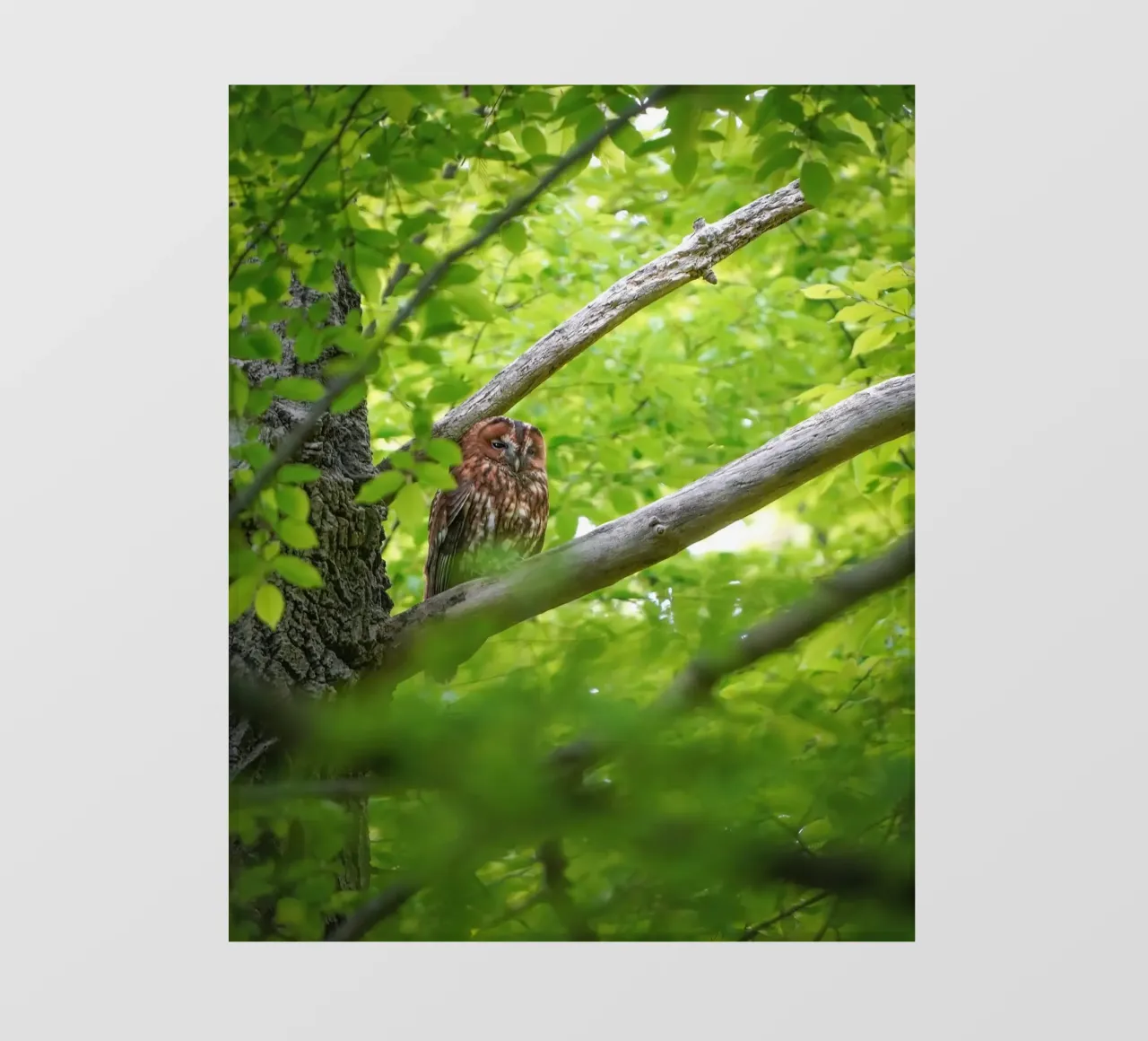 Allocco pellicola backlit da Tom's Wildlife