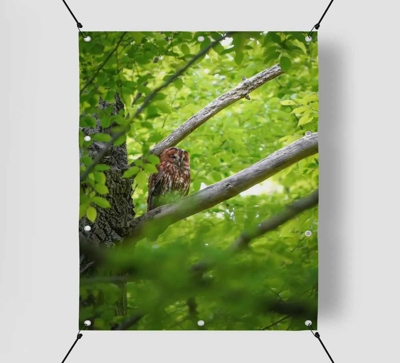 Tawny Owl PVC Plane von Tom's Wildlife