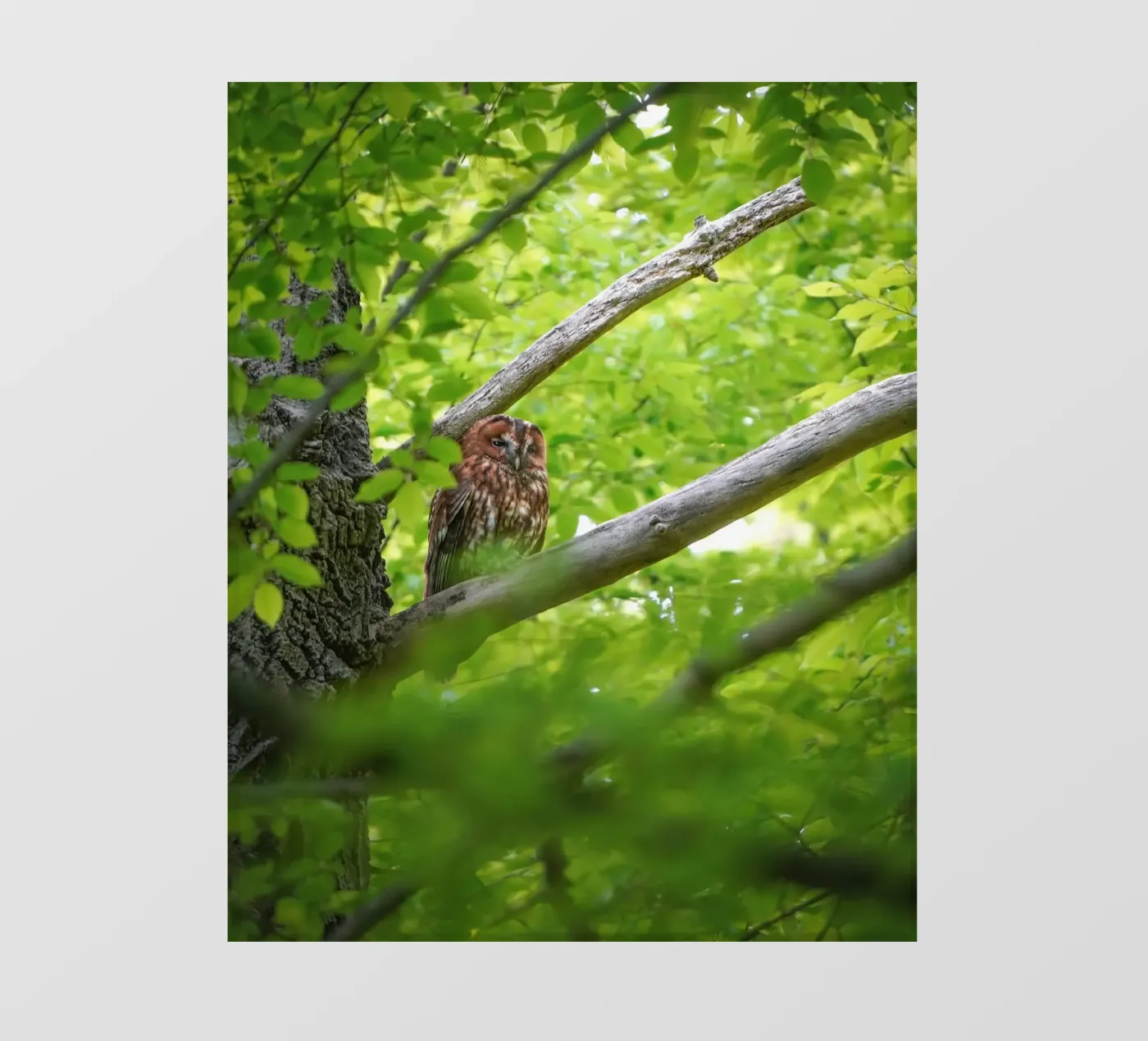 Allocco telo in pvc da Tom's Wildlife