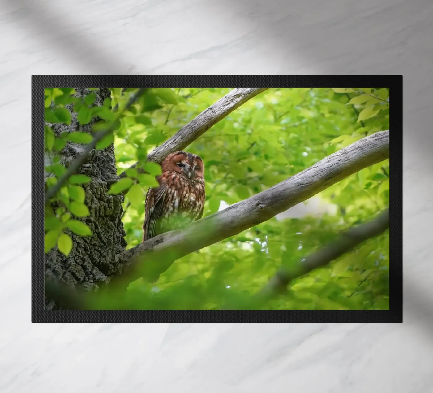 Allocco zerbino da Tom's Wildlife