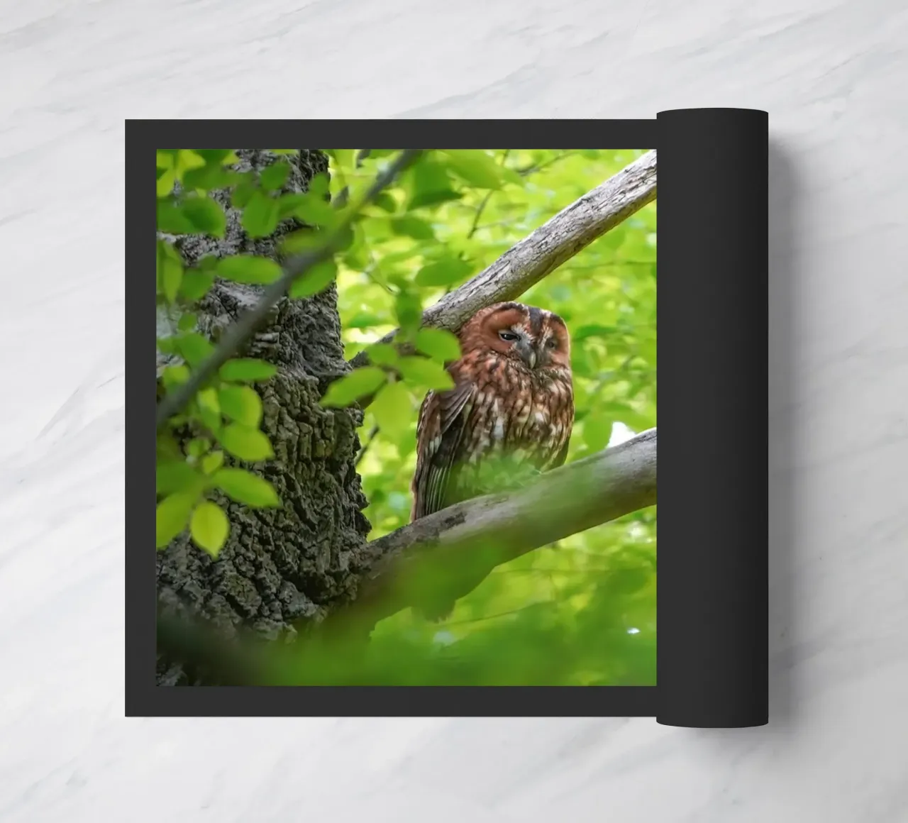 Allocco zerbino da Tom's Wildlife