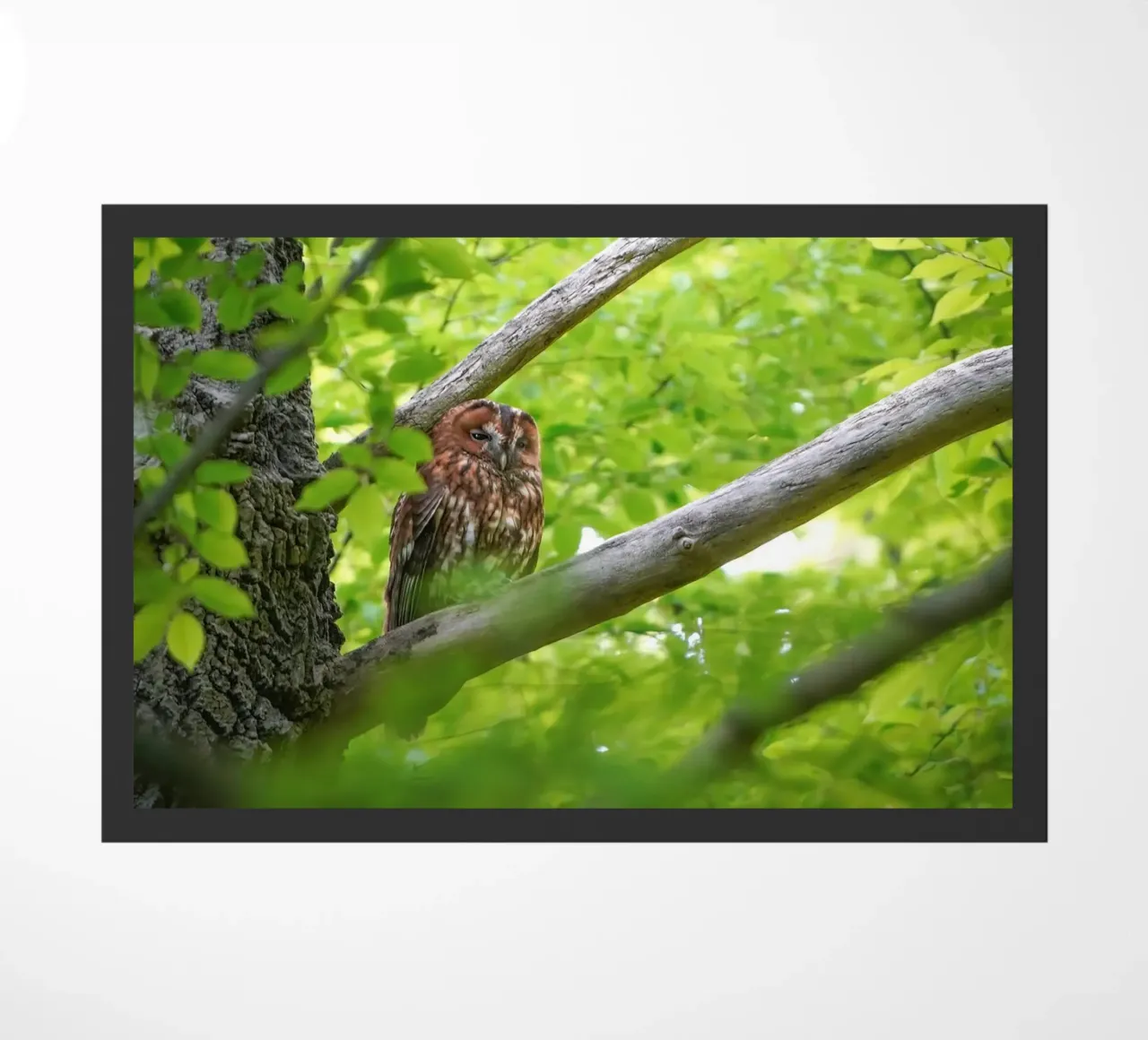 Allocco zerbino da Tom's Wildlife